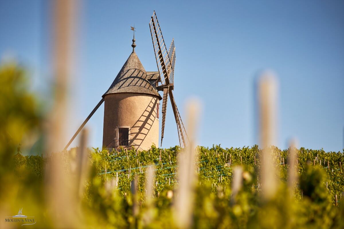vignobles moulin a vent